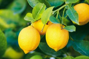 limon