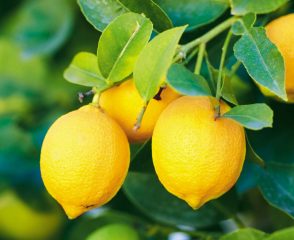 limon