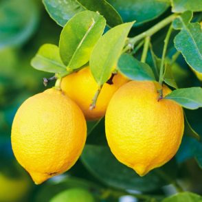 limon
