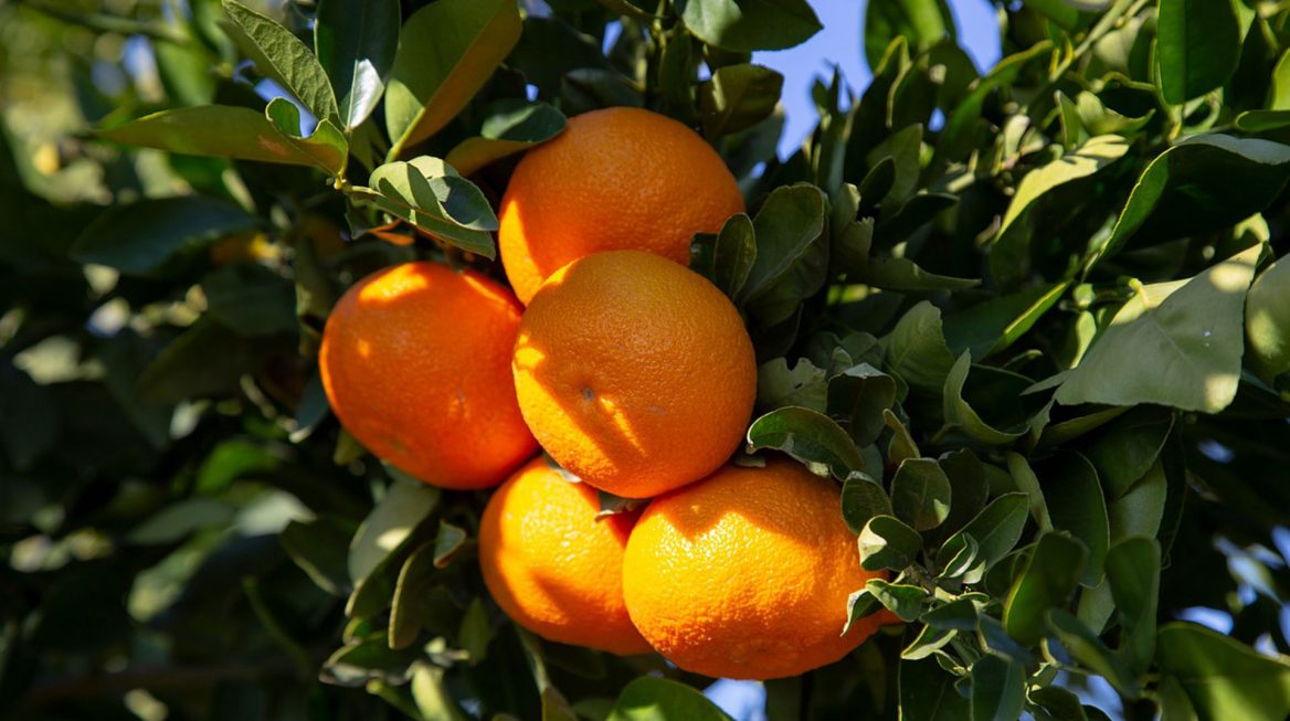 mandalina2